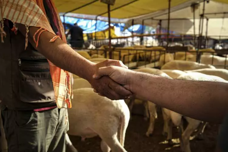 Kurban pazarları kurulmaya başlandı: Peki fiyatlarda durum nasıl? 11