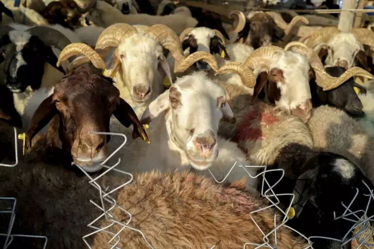 Kurban pazarları kurulmaya başlandı: Peki fiyatlarda durum nasıl? 12