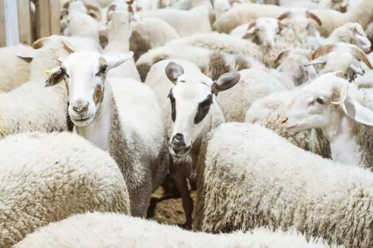 Kurban pazarları kurulmaya başlandı: Peki fiyatlarda durum nasıl? 13