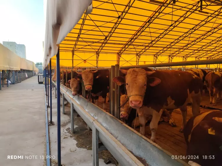 Kurban pazarları kurulmaya başlandı: Peki fiyatlarda durum nasıl? 15