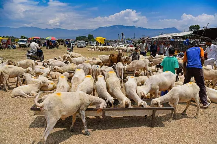 Kurban pazarları kurulmaya başlandı: Peki fiyatlarda durum nasıl? 17