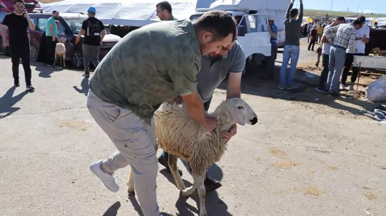 Kurban pazarları kurulmaya başlandı: Peki fiyatlarda durum nasıl? 19