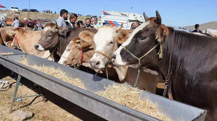 Kurban pazarları kurulmaya başlandı: Peki fiyatlarda durum nasıl? 21