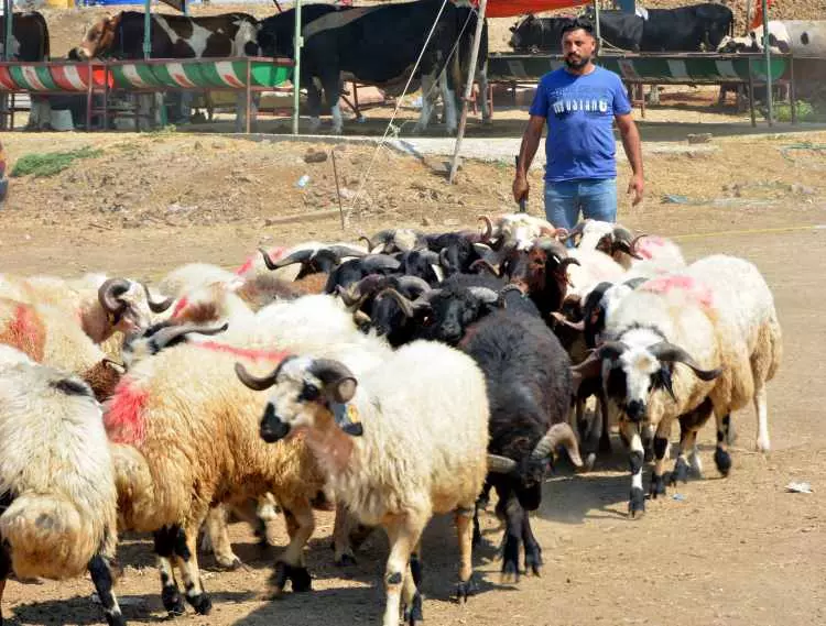 Kurban pazarları kurulmaya başlandı: Peki fiyatlarda durum nasıl? 25