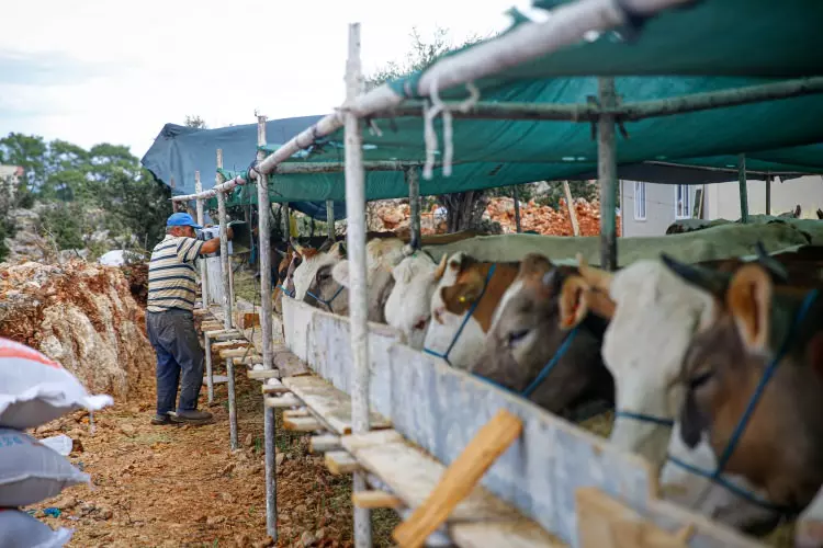 Kurban pazarları kurulmaya başlandı: Peki fiyatlarda durum nasıl? 28