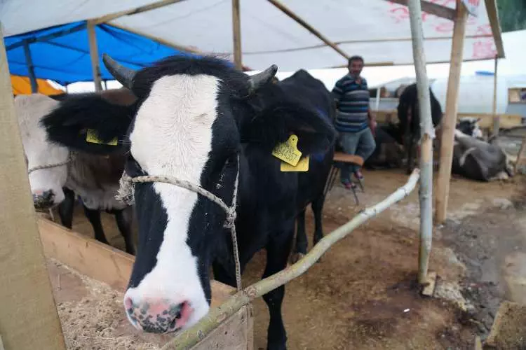 Kurban pazarları kurulmaya başlandı: Peki fiyatlarda durum nasıl? 29