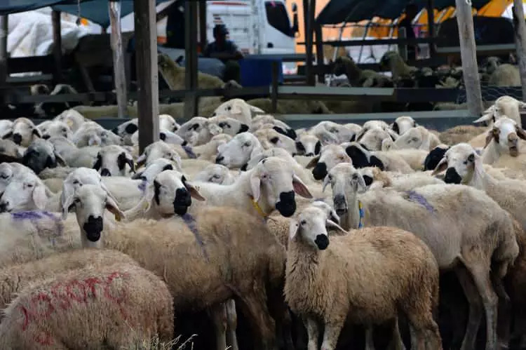 Kurban pazarları kurulmaya başlandı: Peki fiyatlarda durum nasıl? 30