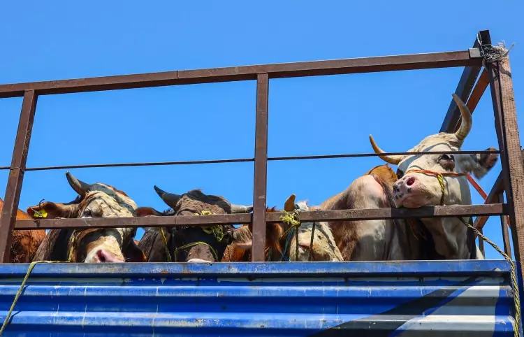 Kurban pazarları kurulmaya başlandı: Peki fiyatlarda durum nasıl? 4