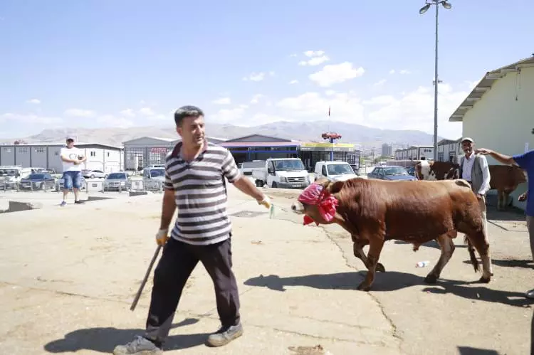 Kurban pazarları kurulmaya başlandı: Peki fiyatlarda durum nasıl? 5