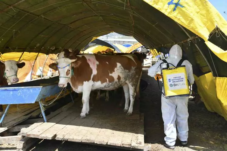 Kurban pazarları kurulmaya başlandı: Peki fiyatlarda durum nasıl? 7