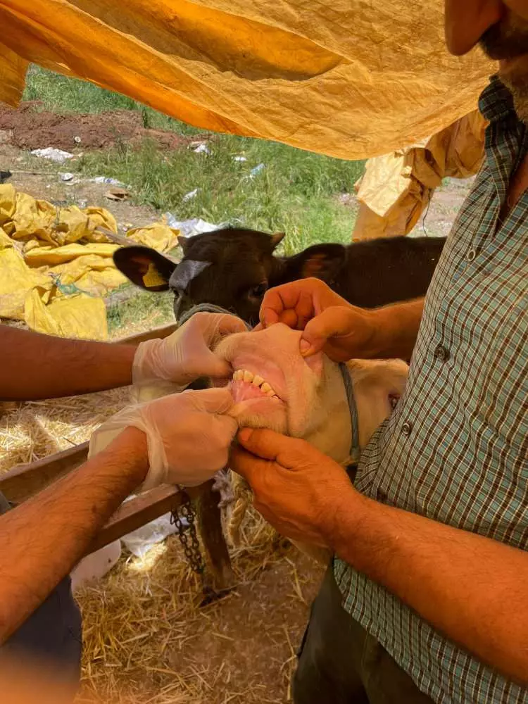Kurban pazarları kurulmaya başlandı: Peki fiyatlarda durum nasıl? 8