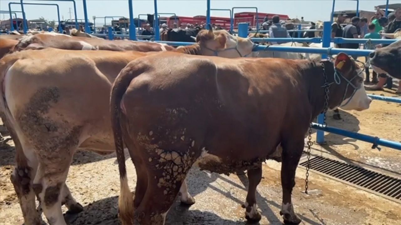 Kurban kesim ücretleri belli oldu 2
