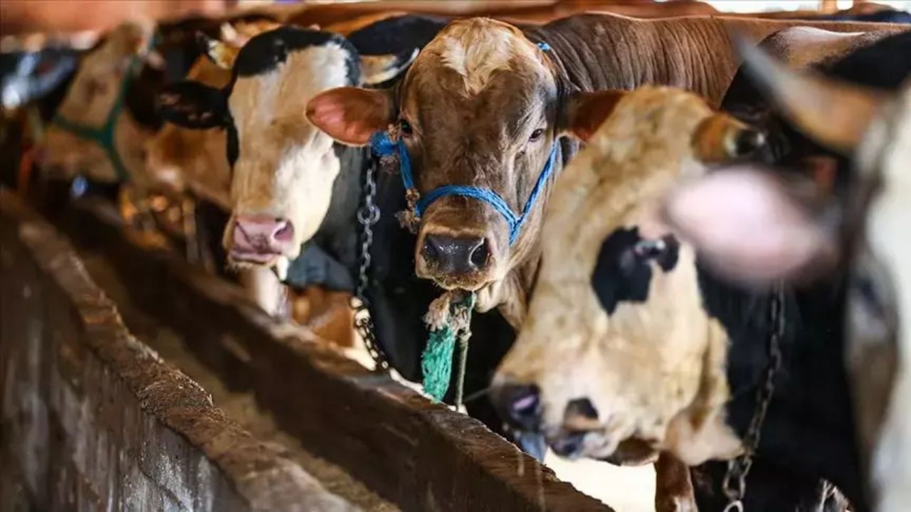 Kurban kesim ücretleri belli oldu 3