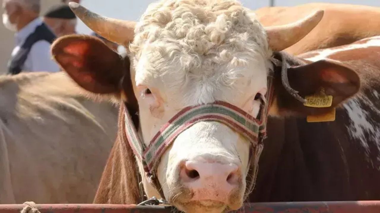 Kurban Bayramı’na sayılı günler kala pazarlıklar kızıştı! İşte il il kurbanlık fiyatları 2