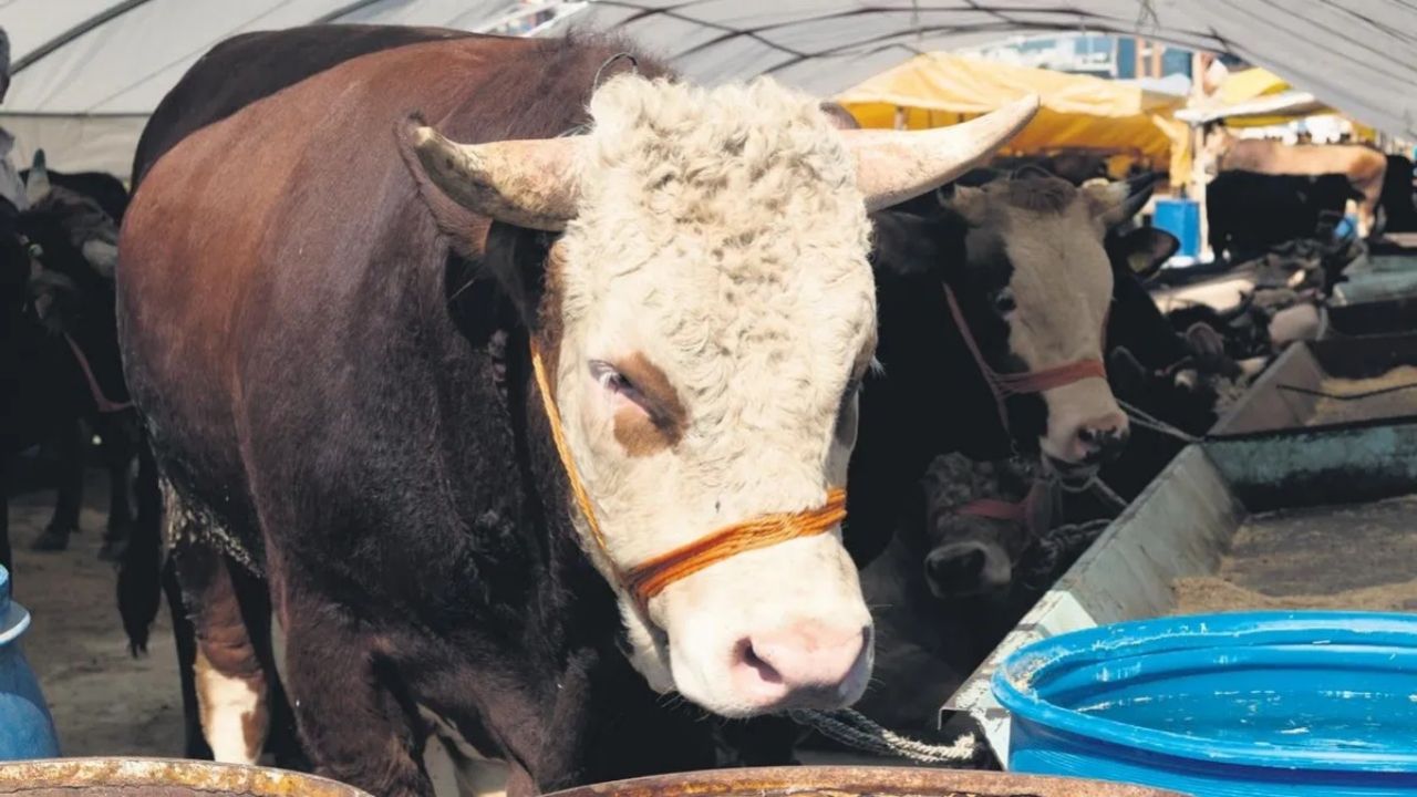 Kurban Bayramı’na sayılı günler kala pazarlıklar kızıştı! İşte il il kurbanlık fiyatları 13