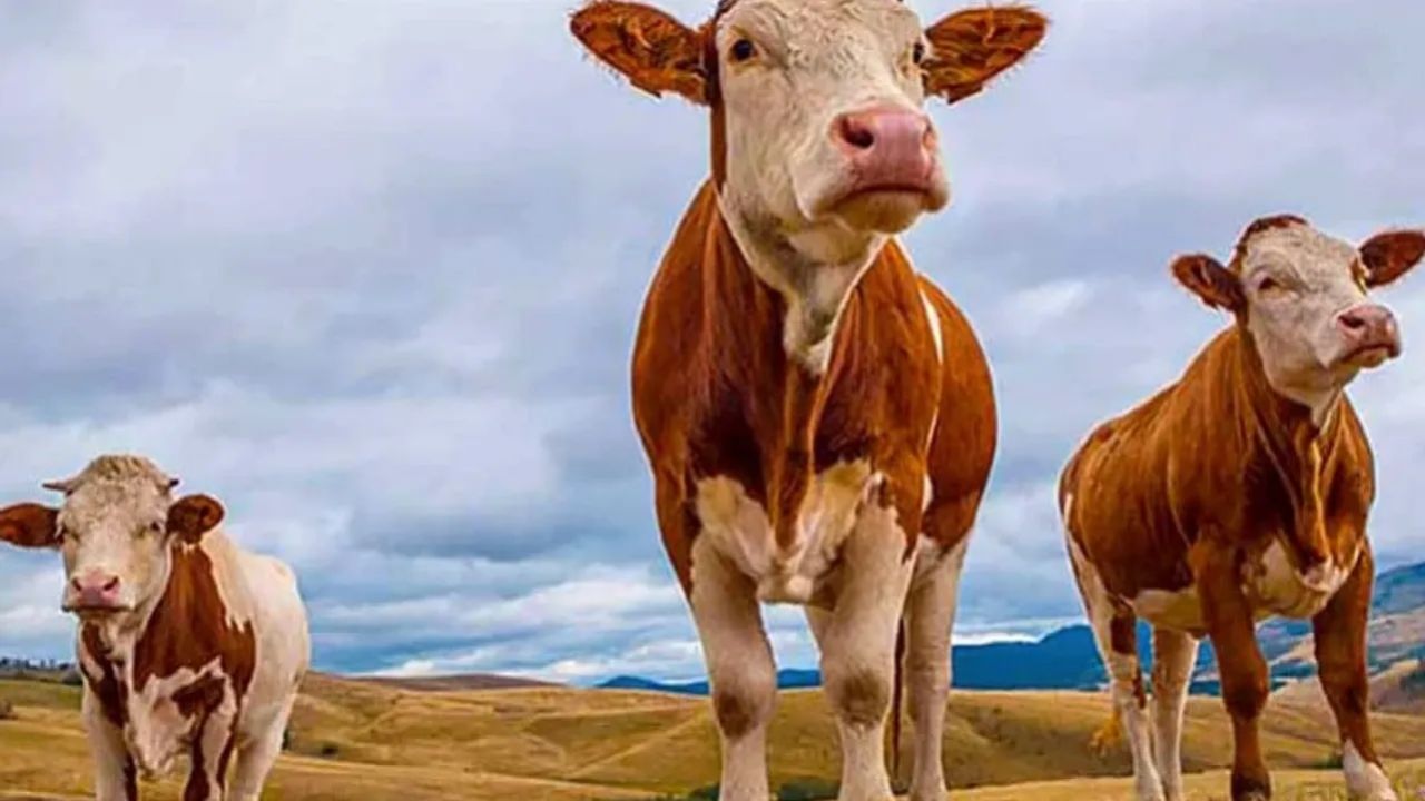 Kurban Bayramı’na sayılı günler kala pazarlıklar kızıştı! İşte il il kurbanlık fiyatları 12