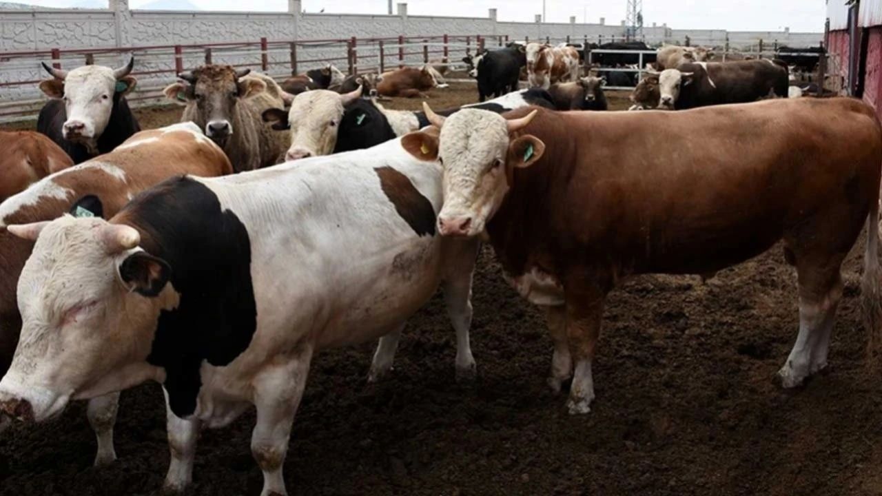 Kurban Bayramı’na sayılı günler kala pazarlıklar kızıştı! İşte il il kurbanlık fiyatları 5
