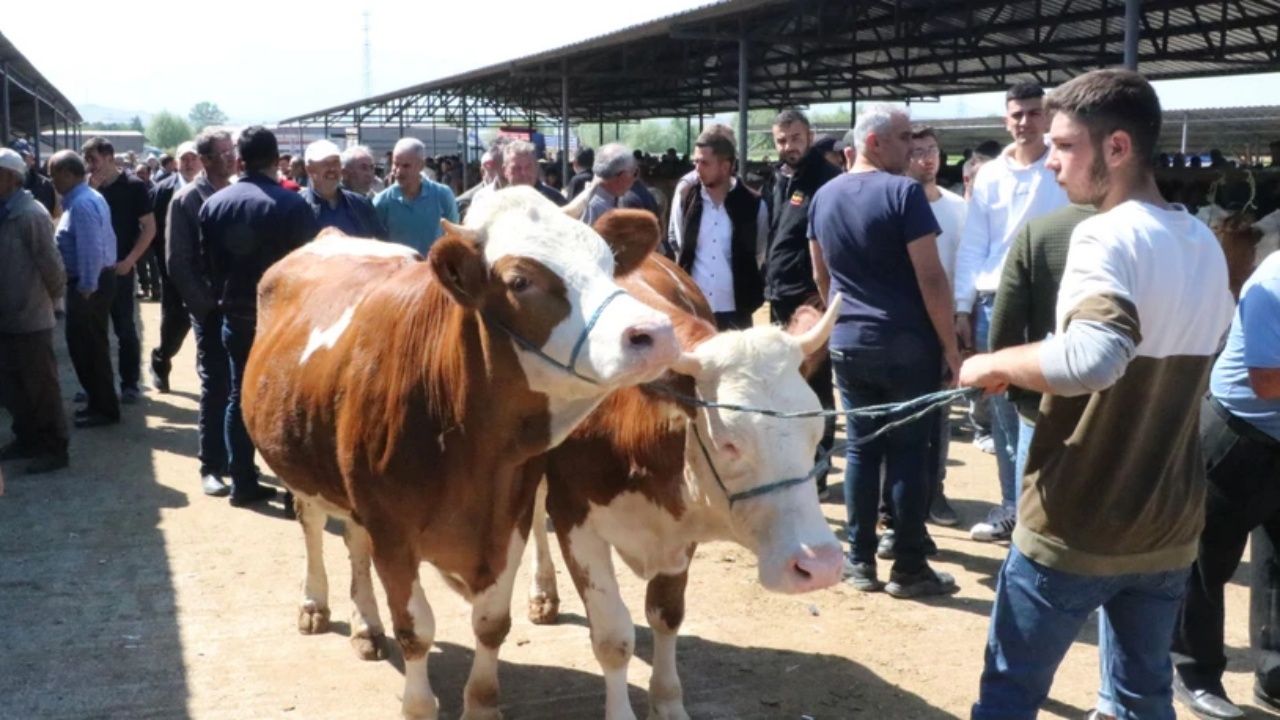 Kurban pazarlarında hareketlilik! Fiyatlar ve pazarlıklar gündemde 1