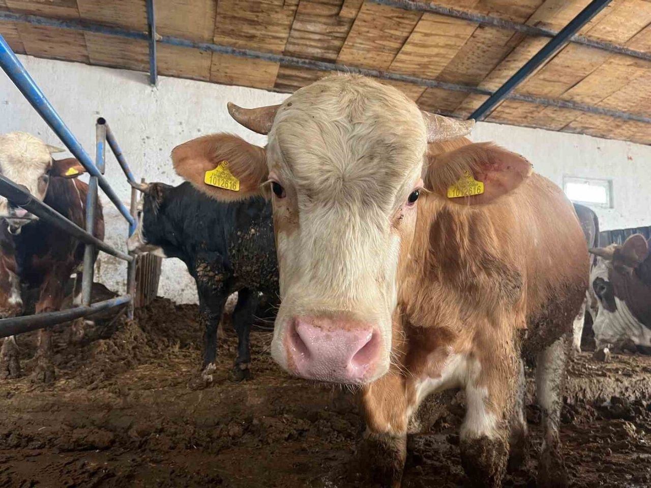 Kurban pazarlarında hareketlilik! Fiyatlar ve pazarlıklar gündemde 3