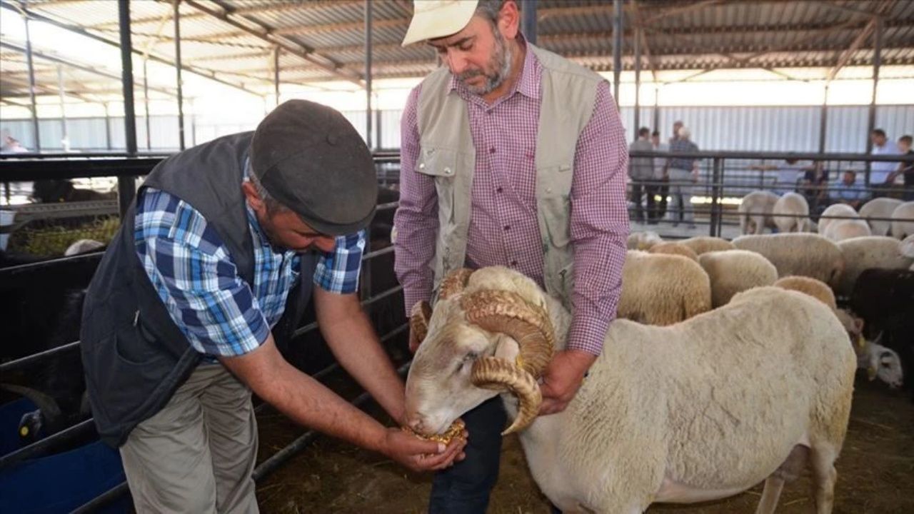 Cezalar belli oldu! Sokakta kurban kesip atıklarını gömenlere 16.609 TL lira ceza 1