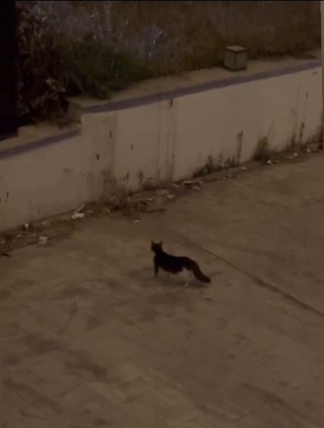 İstanbul'da 7 ilçede yılan tedirginliği! Havalar ısındı, yılanlar ortaya çıktı, her yerdeler 1