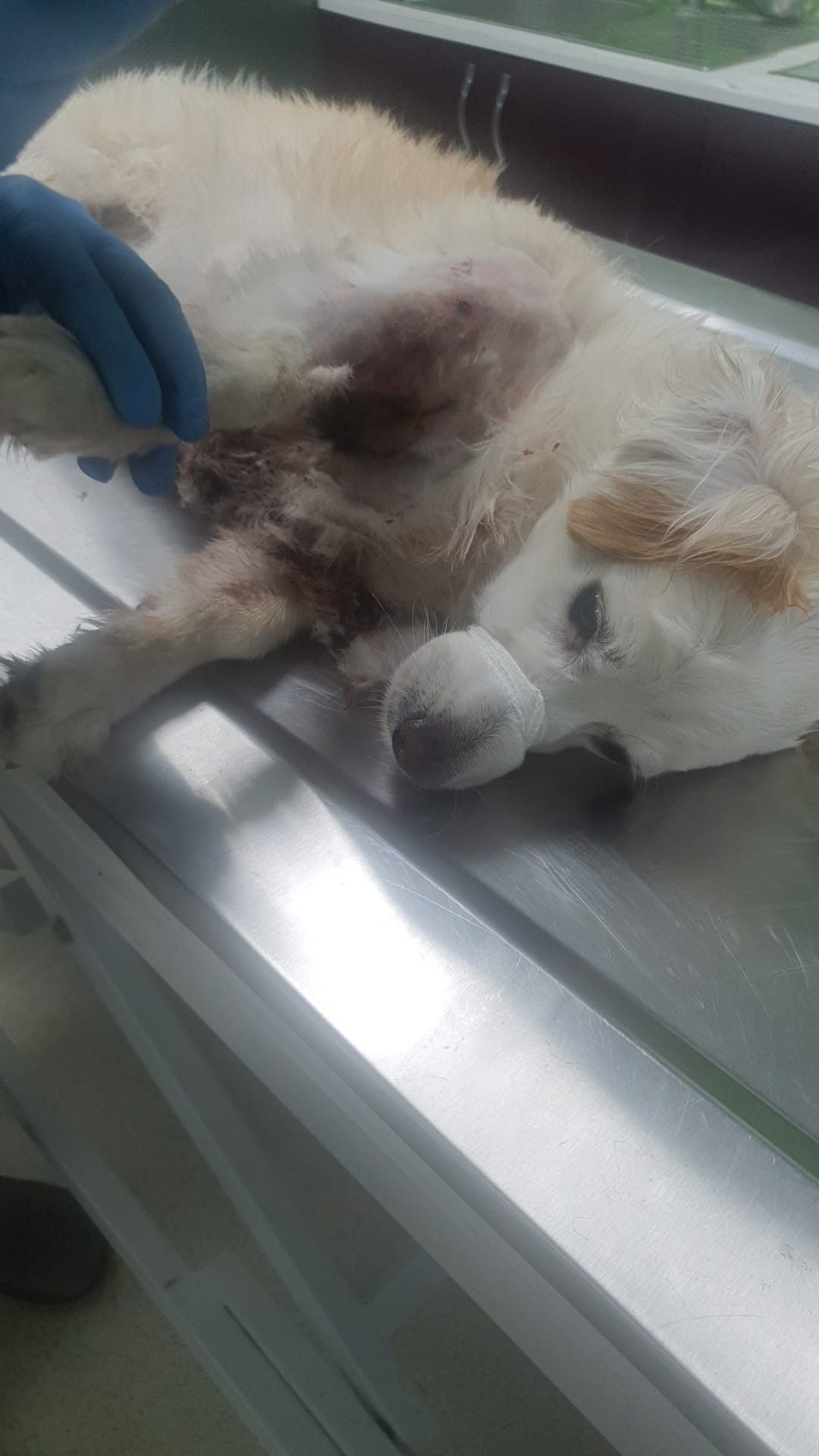 Bursa'da kangal dehşeti! Köpeğini gezdiren kadın paramparça ettiler; o anlar kamerada 1