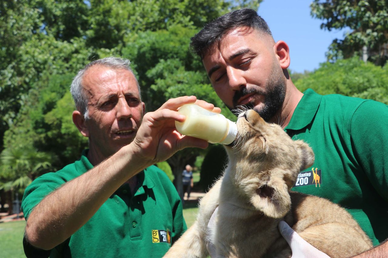 Cumhurbaşkanı Erdoğan'ın aslanları 3 yavru dünyaya getirdi... Sudan'da hediye edilmişti 3