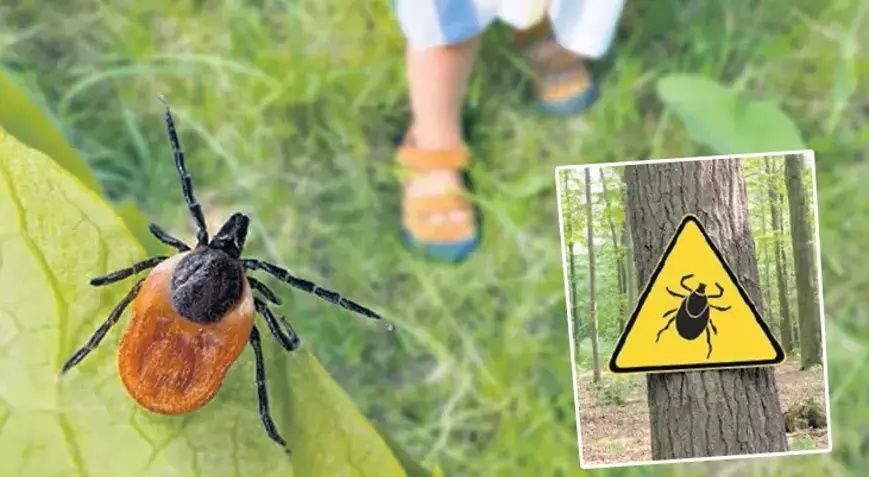 Biyolojik saldırı altında olabiliriz: Orman yangınlarının yarattığı canavar keneler 20