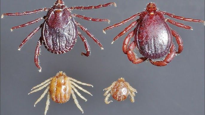 Biyolojik saldırı altında olabiliriz: Orman yangınlarının yarattığı canavar keneler 8