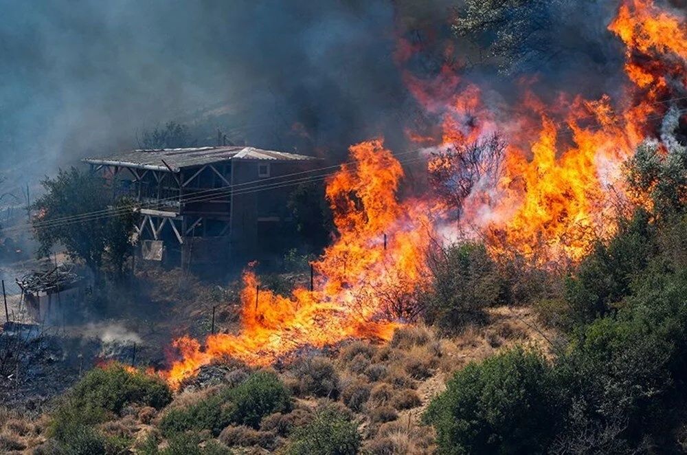 Biyolojik saldırı altında olabiliriz: Orman yangınlarının yarattığı canavar keneler 16