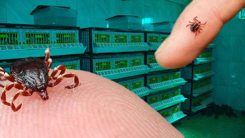 Biyolojik saldırı altında olabiliriz: Orman yangınlarının yarattığı canavar keneler 3