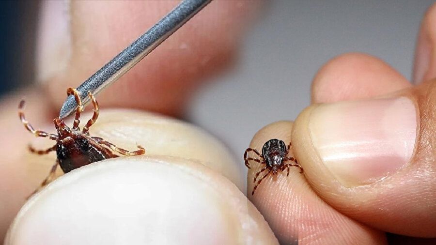 Biyolojik saldırı altında olabiliriz: Orman yangınlarının yarattığı canavar keneler 5