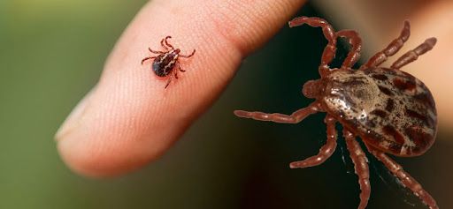 Biyolojik saldırı altında olabiliriz: Orman yangınlarının yarattığı canavar keneler 4