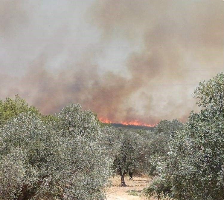 Çeşme'de yangın büyüdü, yazlık evler tahliye edildi, 5 uçak ve 18 helikopterle müdahale sürüyor 5