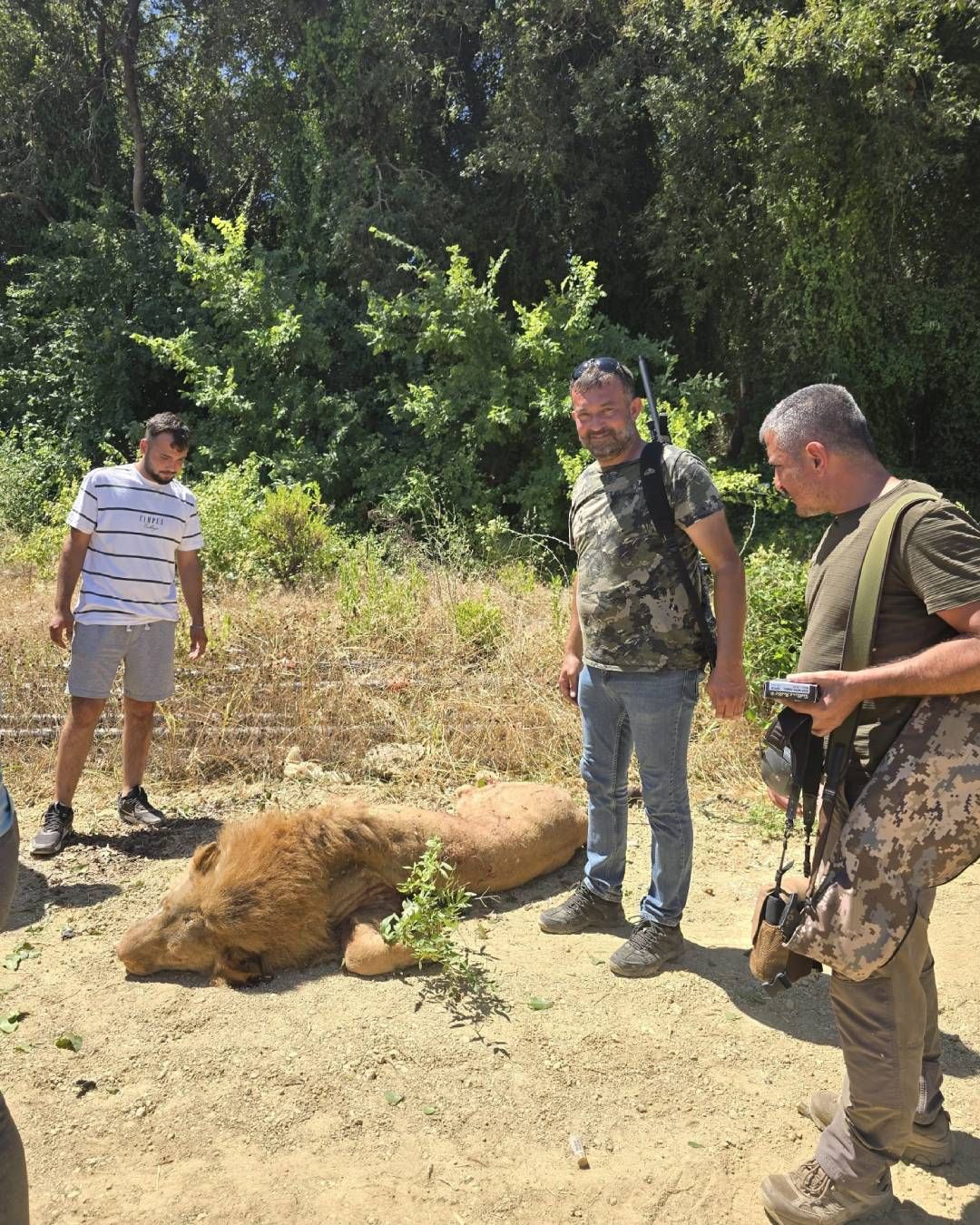 Manavgat'ta aslan paniği! Zeus isimli aslan hayvan parkından kaçıp bir kişiyi yaraladı, tüfekle vurdular 1