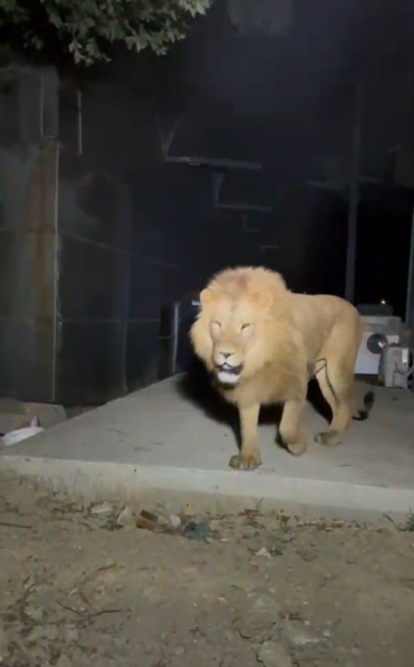 Manavgat'ta aslan paniği! Zeus isimli aslan hayvan parkından kaçıp bir kişiyi yaraladı, tüfekle vurdular 2