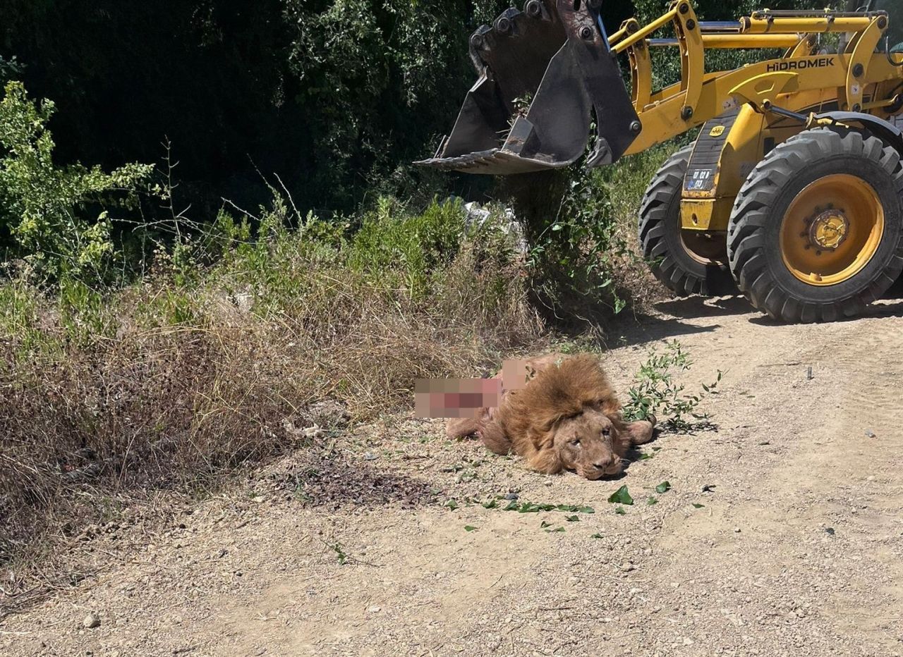 Manavgat'ta aslan paniği! Zeus isimli aslan hayvan parkından kaçıp bir kişiyi yaraladı, tüfekle vurdular 10