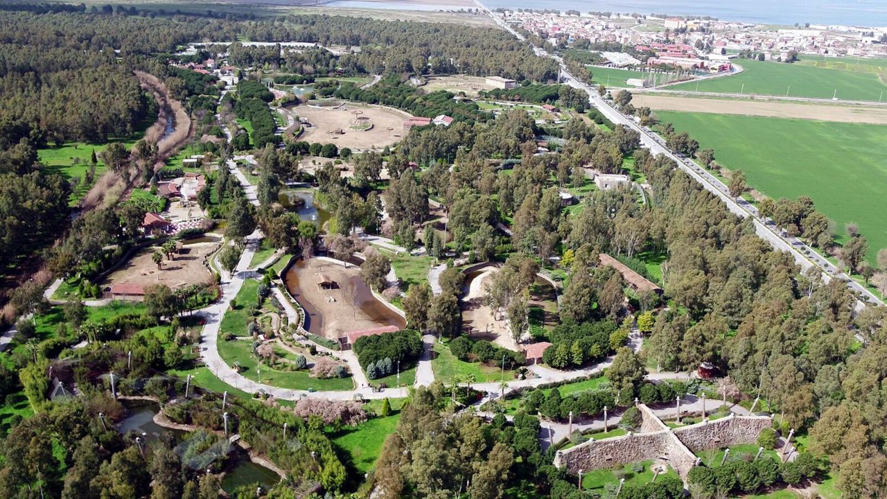 Bir aslan vakası daha! İzmir'de ismi anketle belirlenmişti, doğal yaşam parkında başka bir aslana yem oldu 7