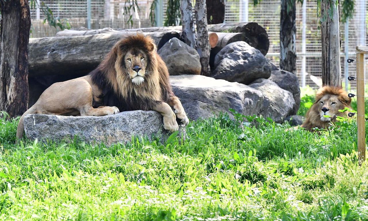 Bir aslan vakası daha! İzmir'de ismi anketle belirlenmişti, doğal yaşam parkında başka bir aslana yem oldu 5