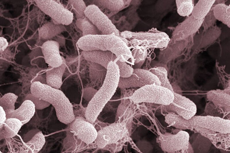 Et yiyen bakteri paniği! Sağlık Bakanlığı’ndan ‘Vibrio’ açıklaması: Türkiye’de vaka tespit edilmedi 1
