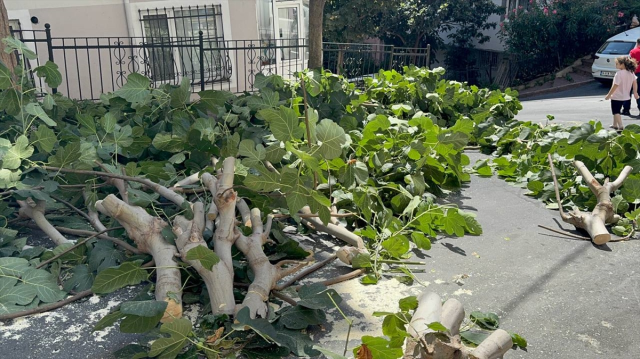 İstanbul'u fırtına vurdu: Ağaçlar devrildi, yaralılar var! Gülhane Parkı kapatıldı 2