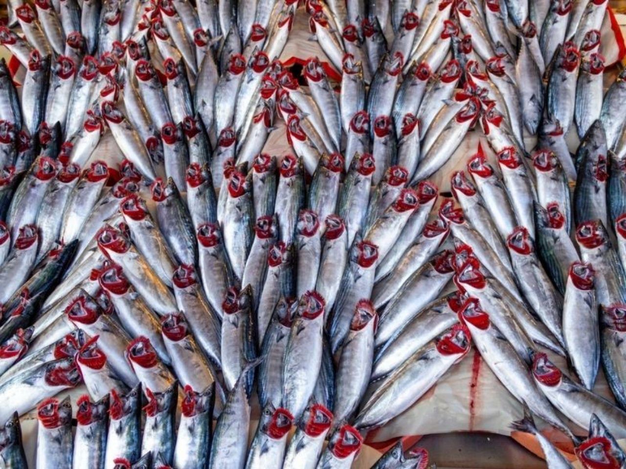 Palamut tezgahlara çıkmaya başladı! Tanesi 350 TL’ye satılıyor 4