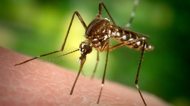 Covid-19 sonrası yeni tehdit! Çin’de chikungunya virüsü: 3. seviye sağlık acil durum ilan edildi 4