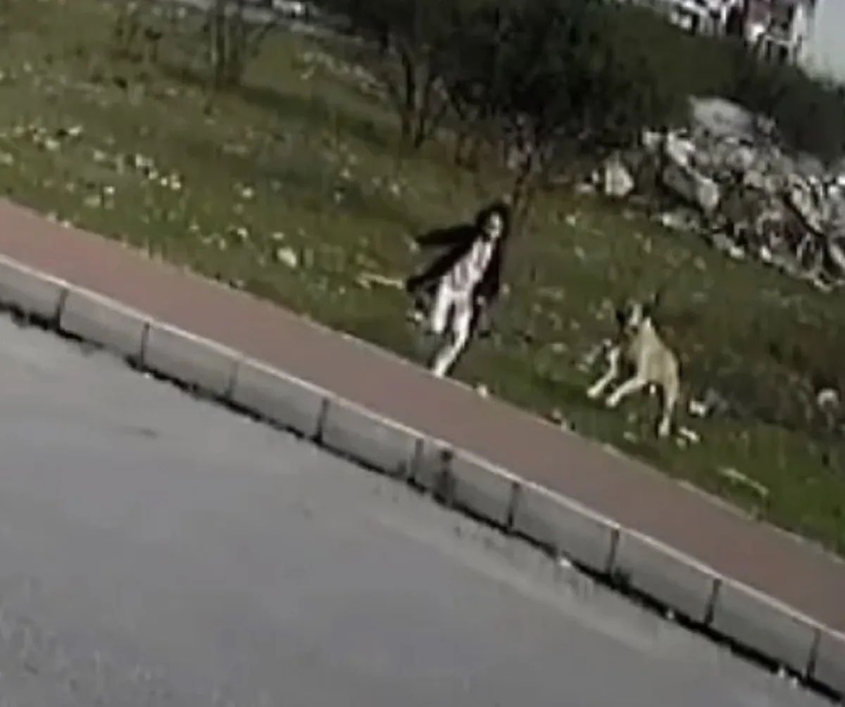 9 yaşında köpekten kaçarken ölmüştü... Mahra'nın mezarında büyük saygısızlık: Köpek maması bırakan alçaklar aranıyor! 4