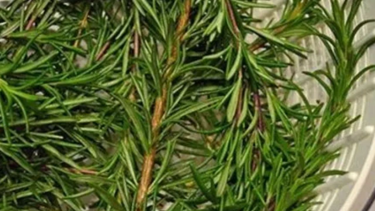 Beynin bilgisayar gibi çalışmasını sağlıyor; 1 çay kaşığı anında etki ediyor 7