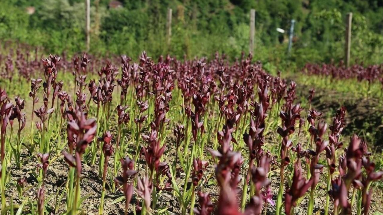 Fındığı don vurdu, üretici mucize ürüne yöneldi; Bahçesine eken paraya para demiyor 3