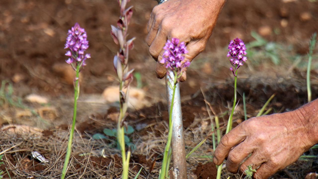 Fındığı don vurdu, üretici mucize ürüne yöneldi; Bahçesine eken paraya para demiyor 5