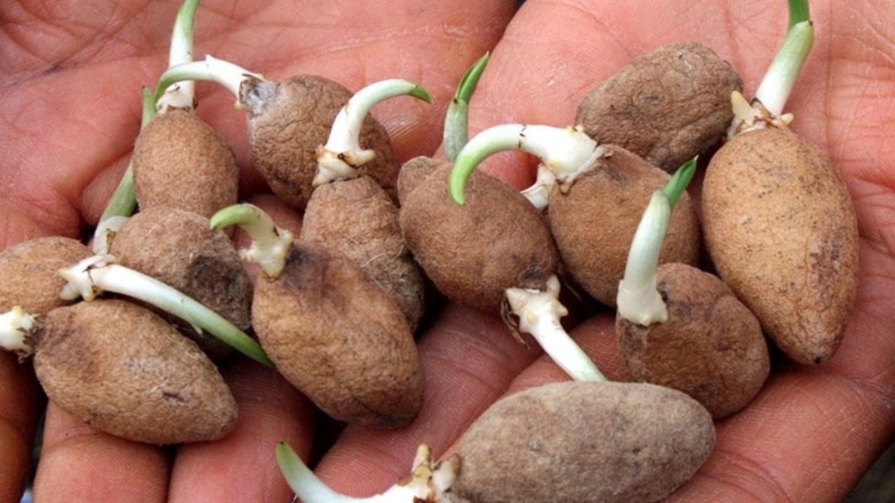 Fındığı don vurdu, üretici mucize ürüne yöneldi; Bahçesine eken paraya para demiyor 7