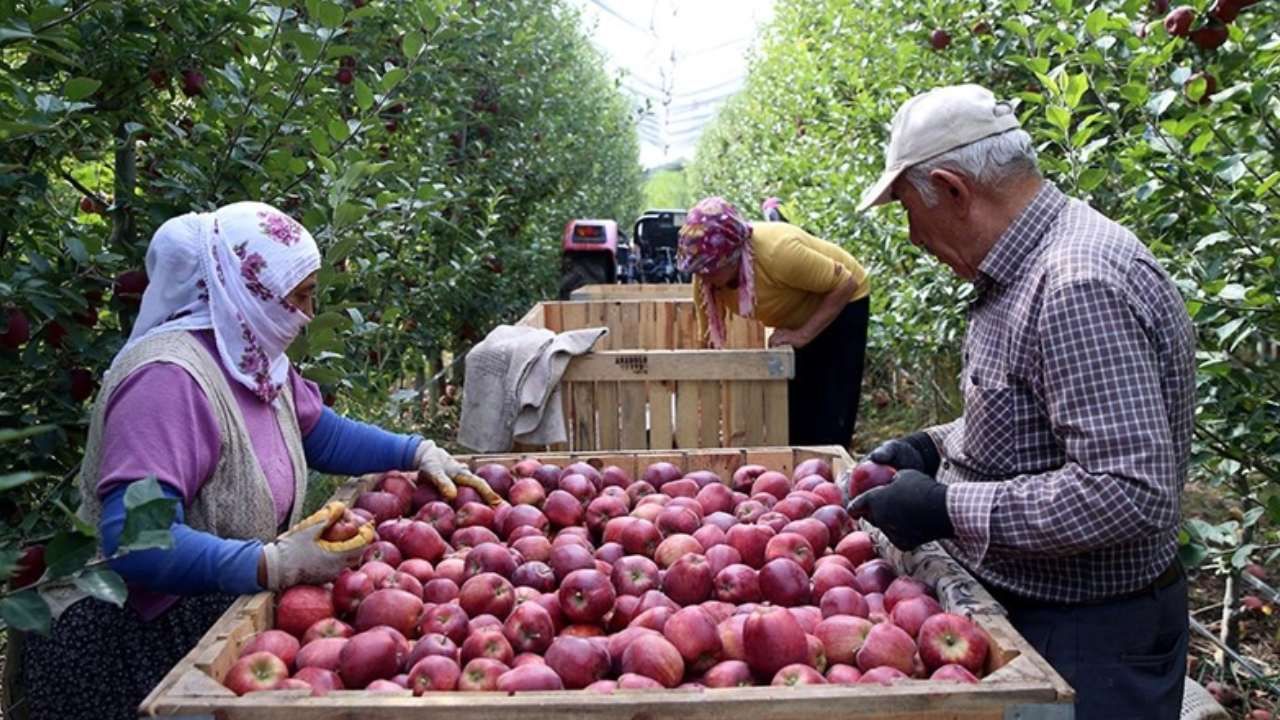 Spring su uygulamasıyla zirai dondan kurtuldu! Tonlarca rekolte alan çiftçi sırrını açıkladı 1