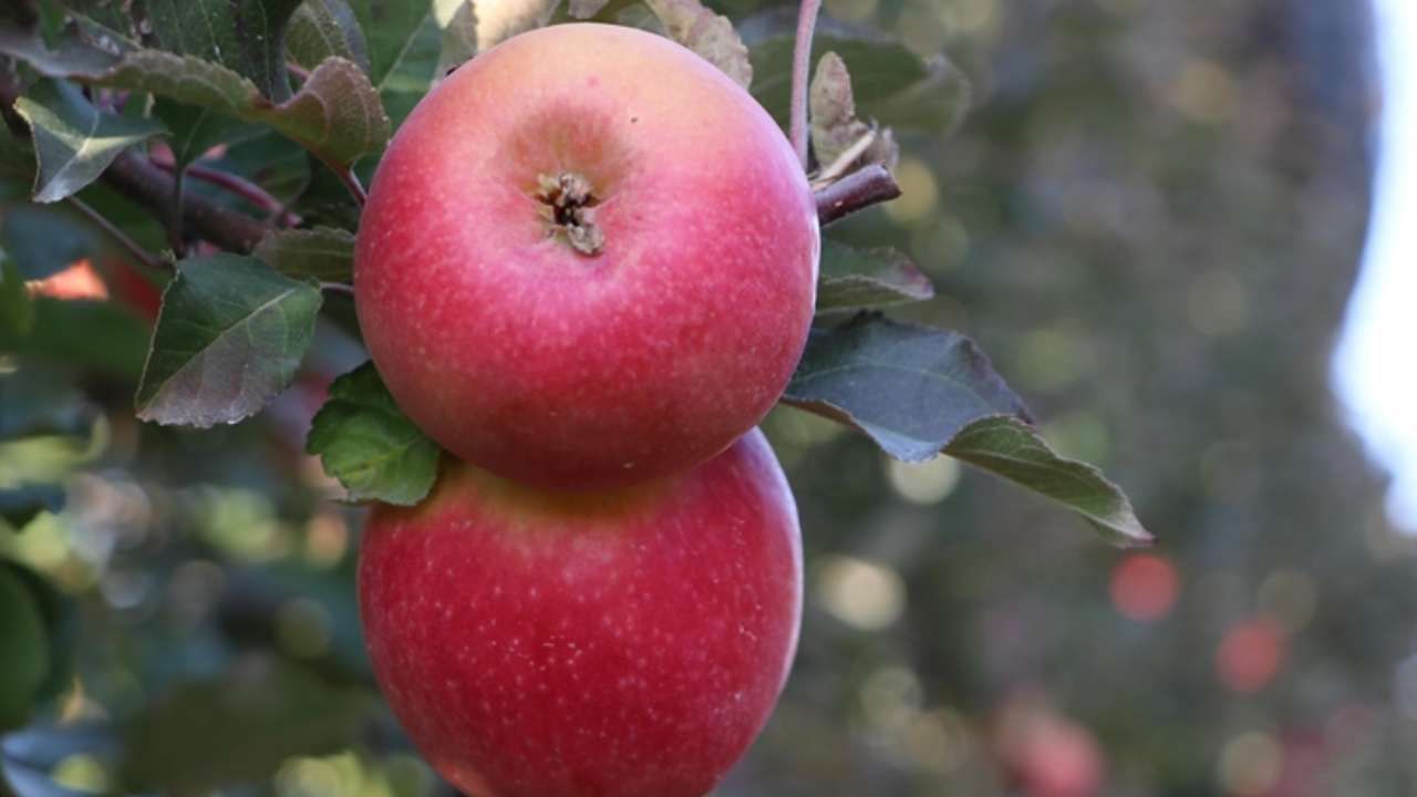 Spring su uygulamasıyla zirai dondan kurtuldu! Tonlarca rekolte alan çiftçi sırrını açıkladı 2